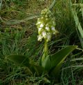 Barlia robertiana(apocromia)